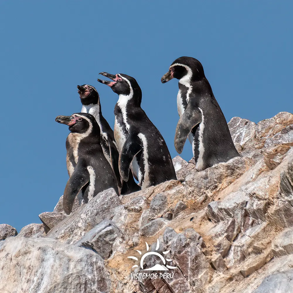 Pingüinos-de-Humboldt